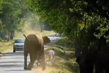 नको ती डेअरिंग भलतीच महागात! धावत येत हत्तीने बाईकस्वारांना पाडलं आणि.... नको ती डेअरिंग भलतीच महागात! धावत येत हत्तीने बाईकस्वारांना पाडलं आणि....