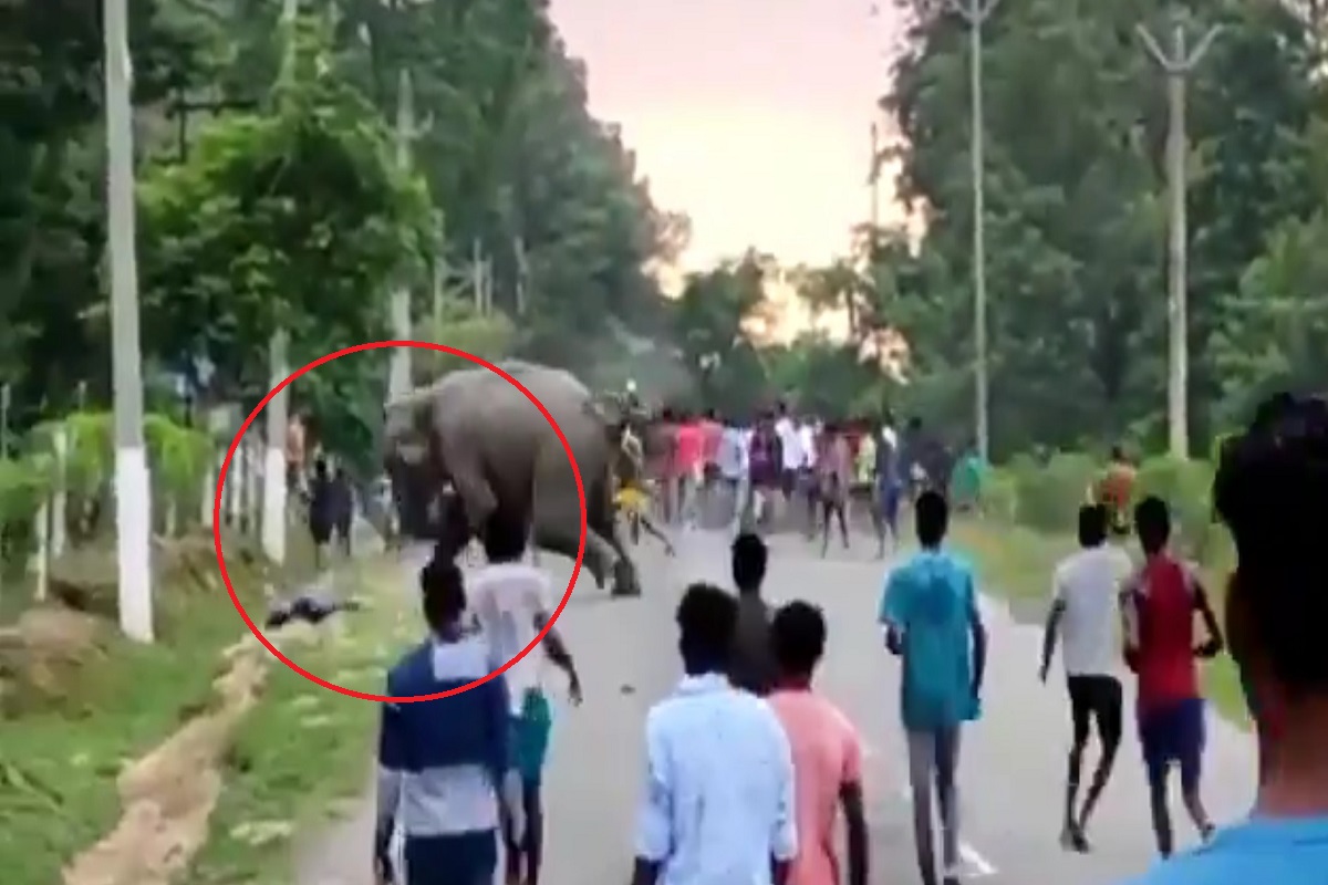 VIDEO: रस्ता ओलांडत होता हत्तींचा कळप; नागरिकांनी खोड काढताच भडकले गजराज आणि मग...