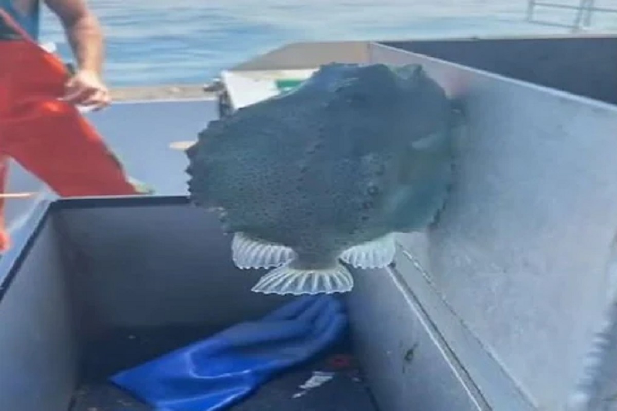 Suction Cup Fish : या माशाची KISS आहे खूप लकी; किस करताच चमकेल तुमचं नशीब