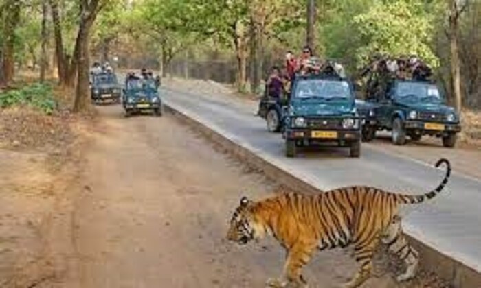बांधवगड टायगर रिझर्व, मध्यप्रदेश- बांधवगड हे अभयारण्य वाघांसाठी सर्वात जास्त प्रसिद्ध आहे. इथे देशातले सगळ्यात जास्त वाघ आहेत. त्या ठिकाणी हजारो पर्यटक पर्यटनासाठी येतात 820 वर्ग किलोमीटरवर वसलेल्या या राष्ट्रीय उद्यानामध्ये बंगाल टायगर्स पाहायला मिळतात. 