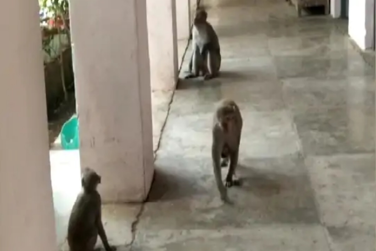 7 महिन्यांनी शाळा सुरू होताच माकडांनी घेतला ताबा; पटकावली प्राचार्यांची खुर्ची, पाहा Video