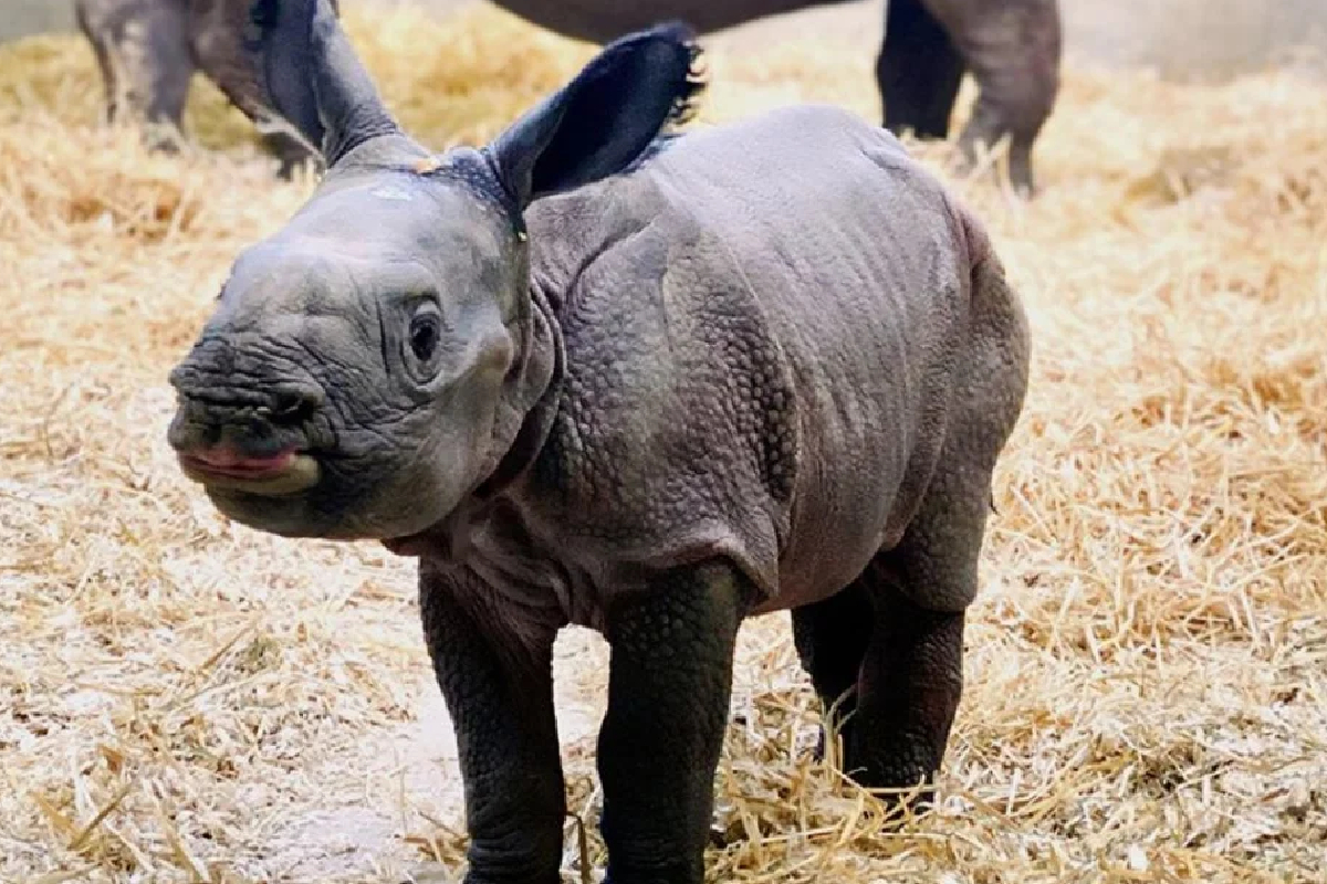 असा होतो गेंड्याचा जन्म; Baby Rhinoचा व्हिडीओ CCTV कॅमेरात कैद