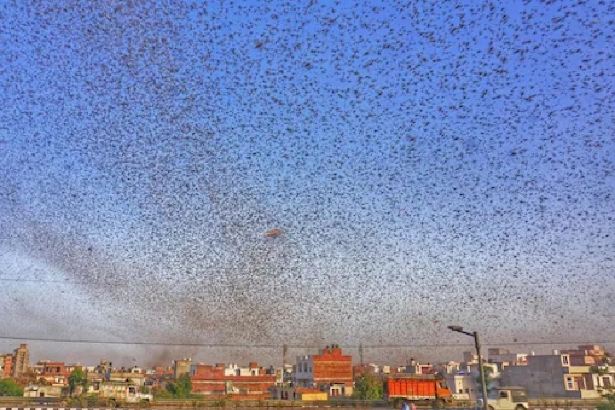 रशियात आलं डासांचं वादळ; Video पाहून तुमचाही उडेल थरकाप