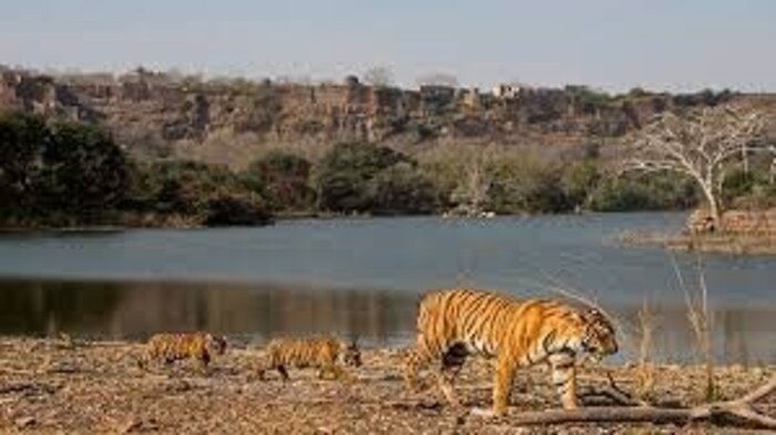 रणथंबोर टायगर रिझर्व,राजस्थान- हे अभयारण्य देखील देशभरामध्ये प्रसिद्ध आहे. याआधी हे ठिकाण जयपूरच्या राज घराण्यासाठी शिकारीचं ठिकाण होतं. या ठिकाणी मोठ्या संख्येने वाघ आहेत. 