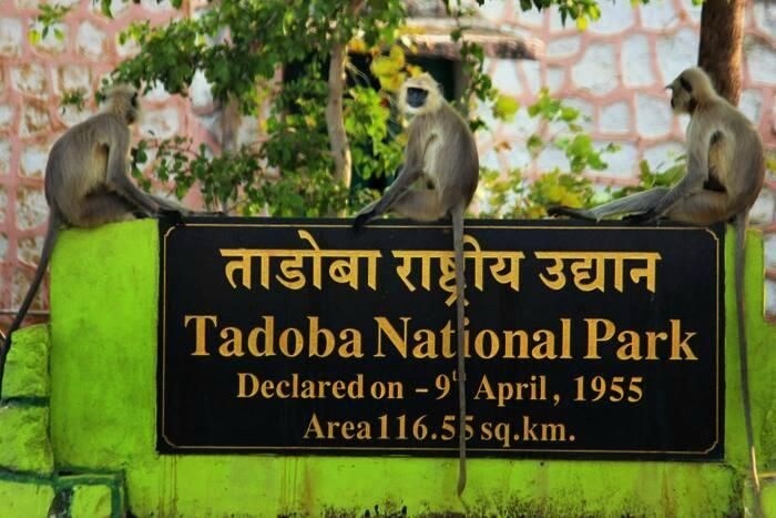 ताडोबा अंधारी व्याघ्र प्रकल्प,चंद्रपूर - महाराष्ट्रात वाघांची संख्या वाढायला लागली आहे. राज्यात एकूण 312 वाघ आहेत. त्यातले सगळ्यात जास्त वाघ चंद्रपूरच्या या अभायारण्यात आहेत. हा महाराष्ट्रातील क्षेत्रफळाच्या दृष्टीने सर्वात मोठा प्रकल्प आहे.