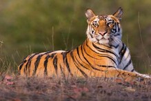 International Tiger Day 2021: राज्यात वाढतेय वाघोबांची संख्या; सर्वाधिक वाघ कुठे? पहा टॉप 7 व्याघ्र अभयारण्यांविषयी International Tiger Day 2021: राज्यात वाढतेय वाघोबांची संख्या; सर्वाधिक वाघ कुठे? पहा टॉप 7 व्याघ्र अभयारण्यांविषयी