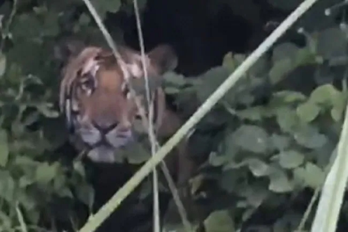 बापरे! चक्क वाघाशीच मैत्री करण्याची तरुणाने केली हिंमत; थेट समोर जाऊन Hello Brother म्हणाला आणि...