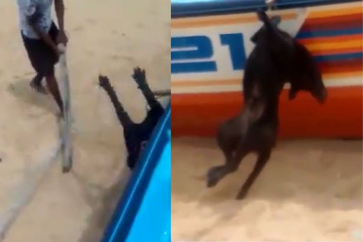 कुत्र्याला काठीनं बेदम मारहाण करून केली हत्या आणि मग...; तरुणाच्या अमानुष कृत्याचा VIDEO VIRAL