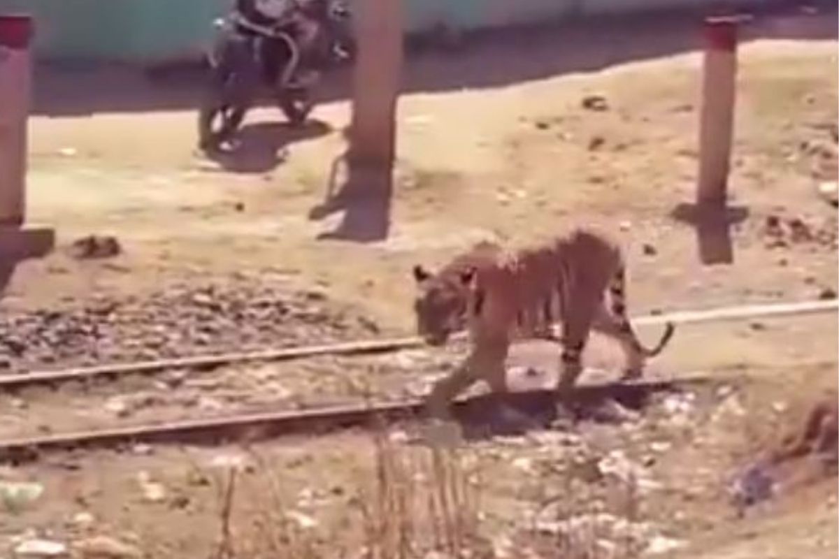 याची पण ट्रेन सुटली की काय? वाघाला रेल्वे ट्रॅकवर फिरताना पाहून सगळ्यांचीच हवा टाईट; पाहा VIDEO