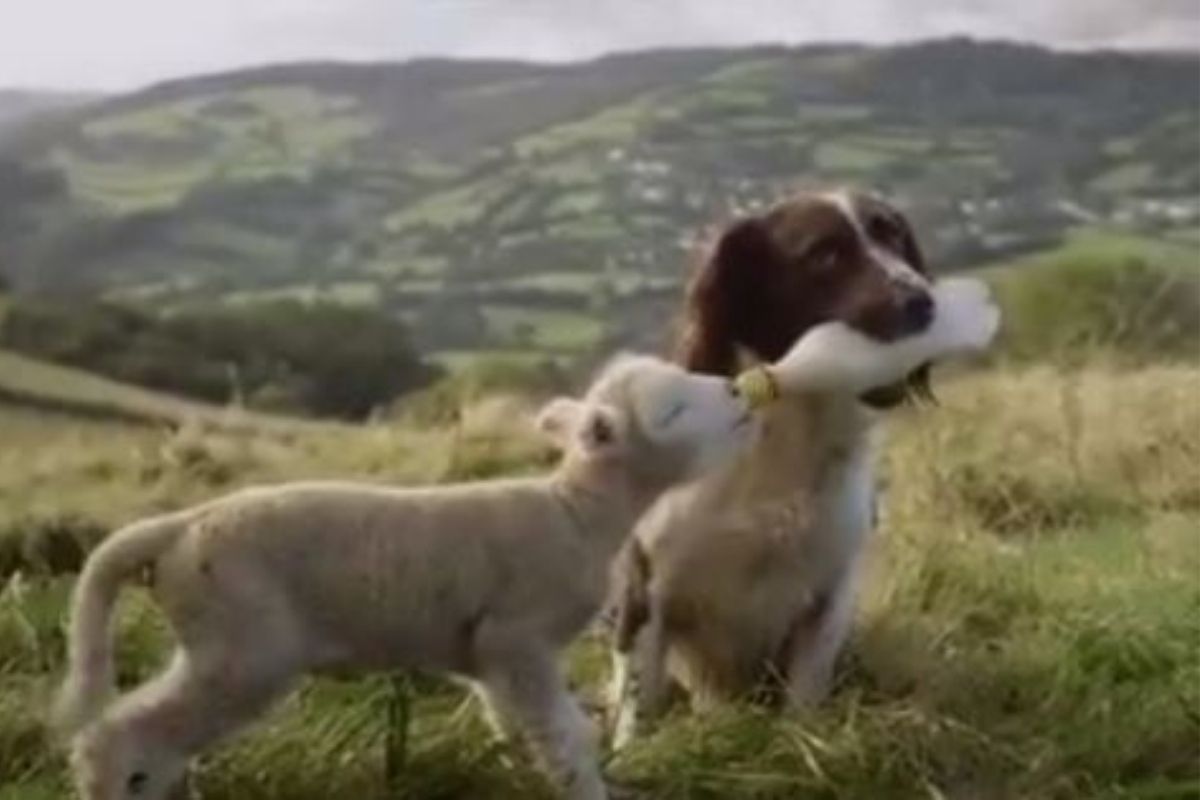 VIDEO: खरी मैत्री; भुकेल्या बकरीच्या मदतीला धावून आला कुत्रा, बाटलीनं पाजलं दूध