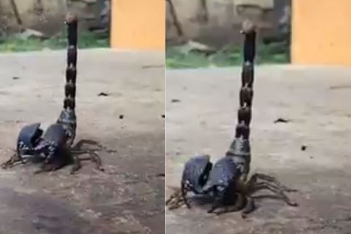 बापरे! दंश करताना विंचू कसं सोडतो विष? पाहा हैराण करणारा VIDEO