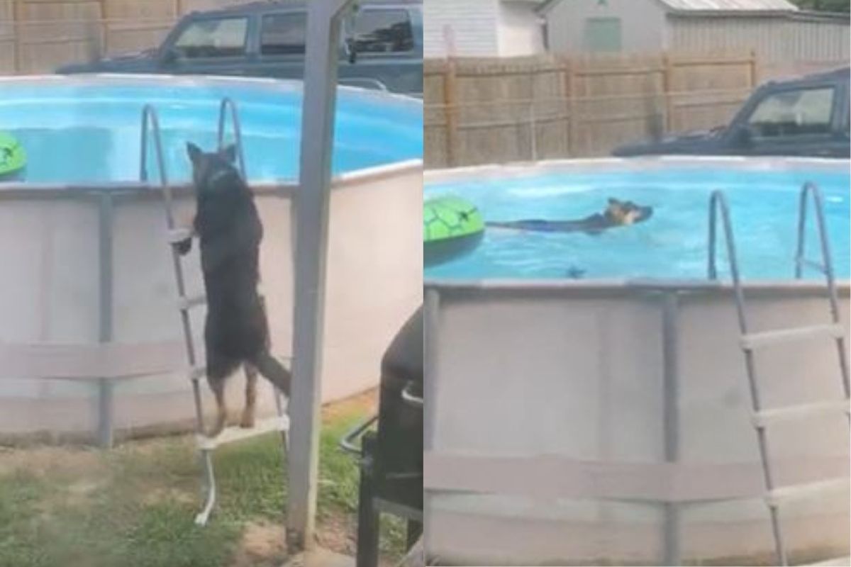 स्विमिंग पुलमध्ये अंघोळीचा आनंद घेताना दिसला कुत्रा; VIDEO मधील थाट पाहून नेटकरीही हैराण