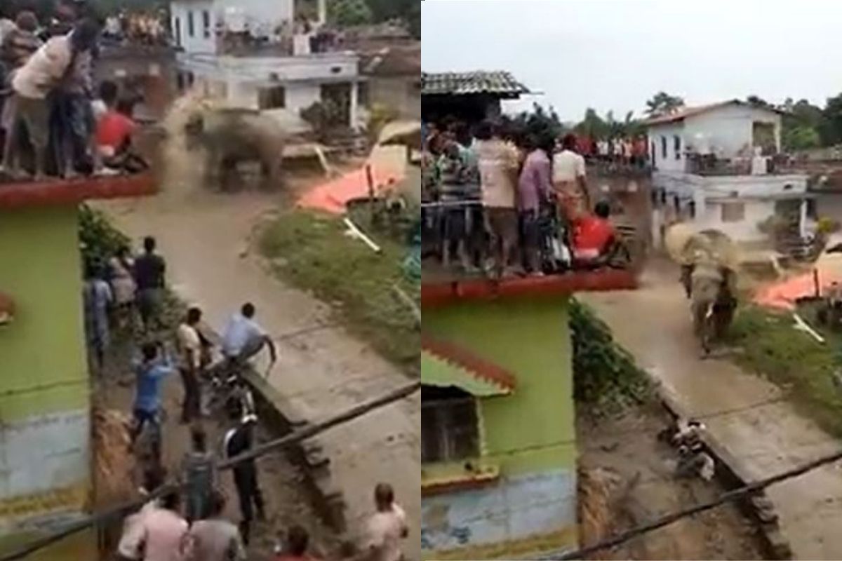OMG! मानवी वस्तीत घुसलेल्या हत्तीचा धुमाकूळ; पाहा काळजाचा ठोका चुकवणारा VIDEO