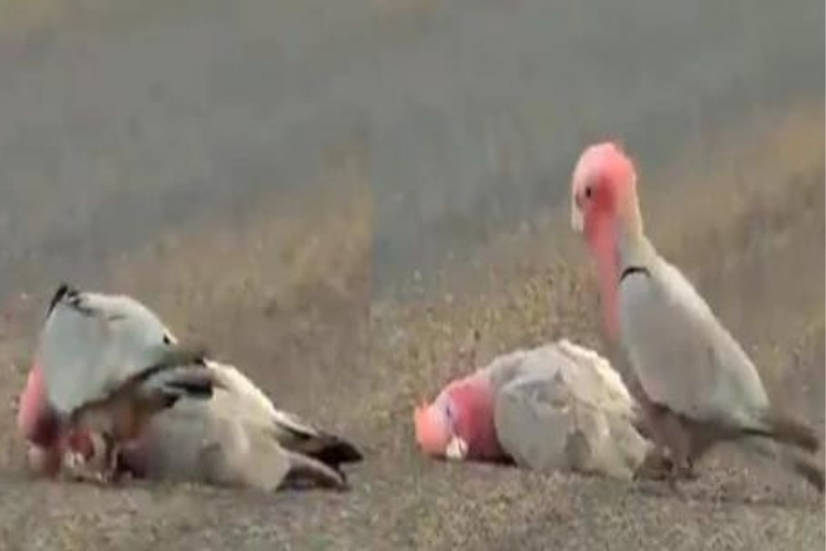 एक दोस्ती अशीही! मृतावस्थेत पडलेल्या पक्ष्याला जागं करताना मित्राची धडपड, मन हेलावून टाकणारा VIDEO