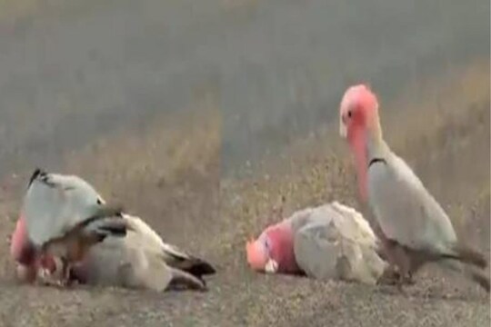 एक दोस्ती अशीही! मृतावस्थेत पडलेल्या पक्ष्याला जागं करताना मित्राची धडपड, मन हेलावून टाकणारा VIDEO