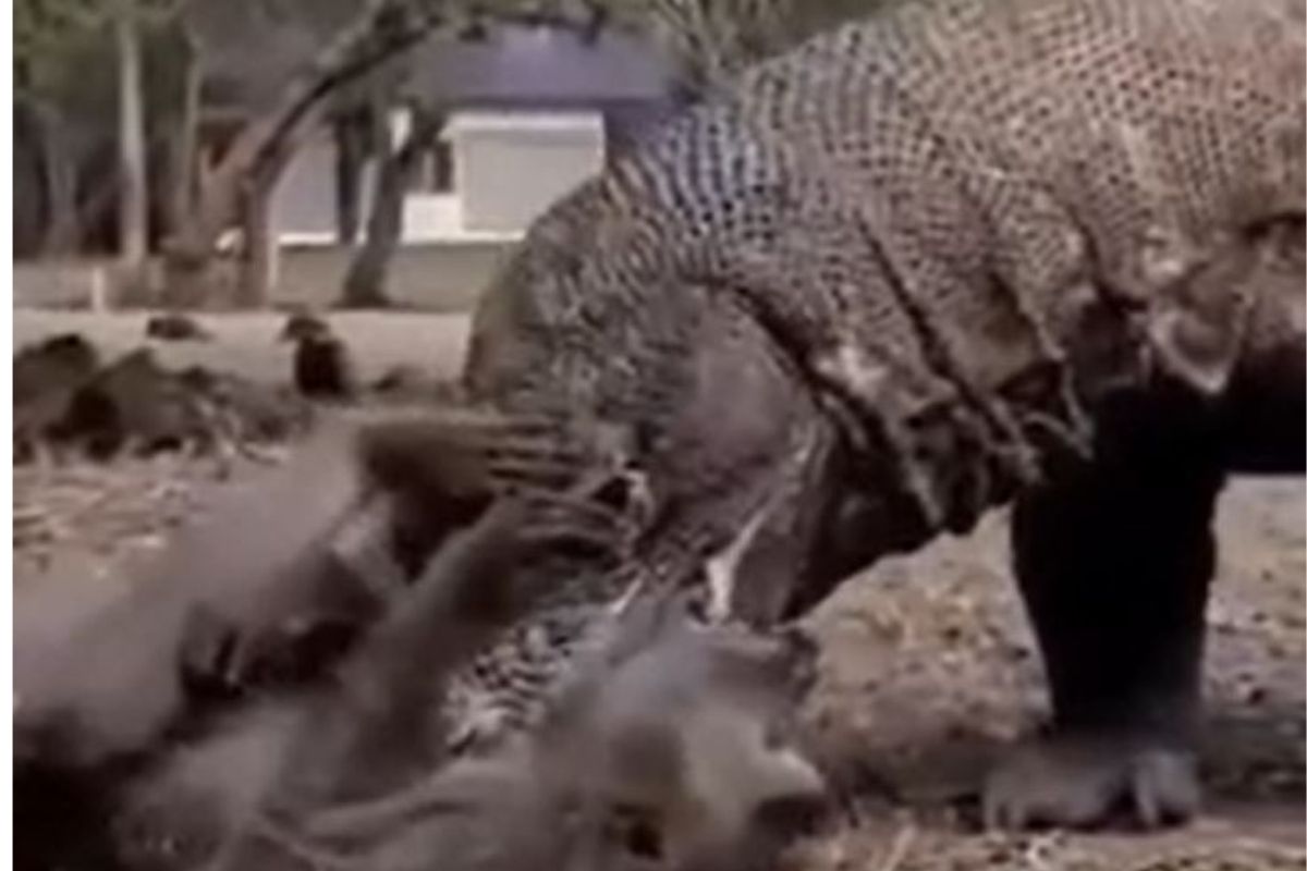 कोमोडो ड्रॅगनचा माकडावर हल्ला; शिकारीचा अंगावर काटा आणणारा VIDEO व्हायरल