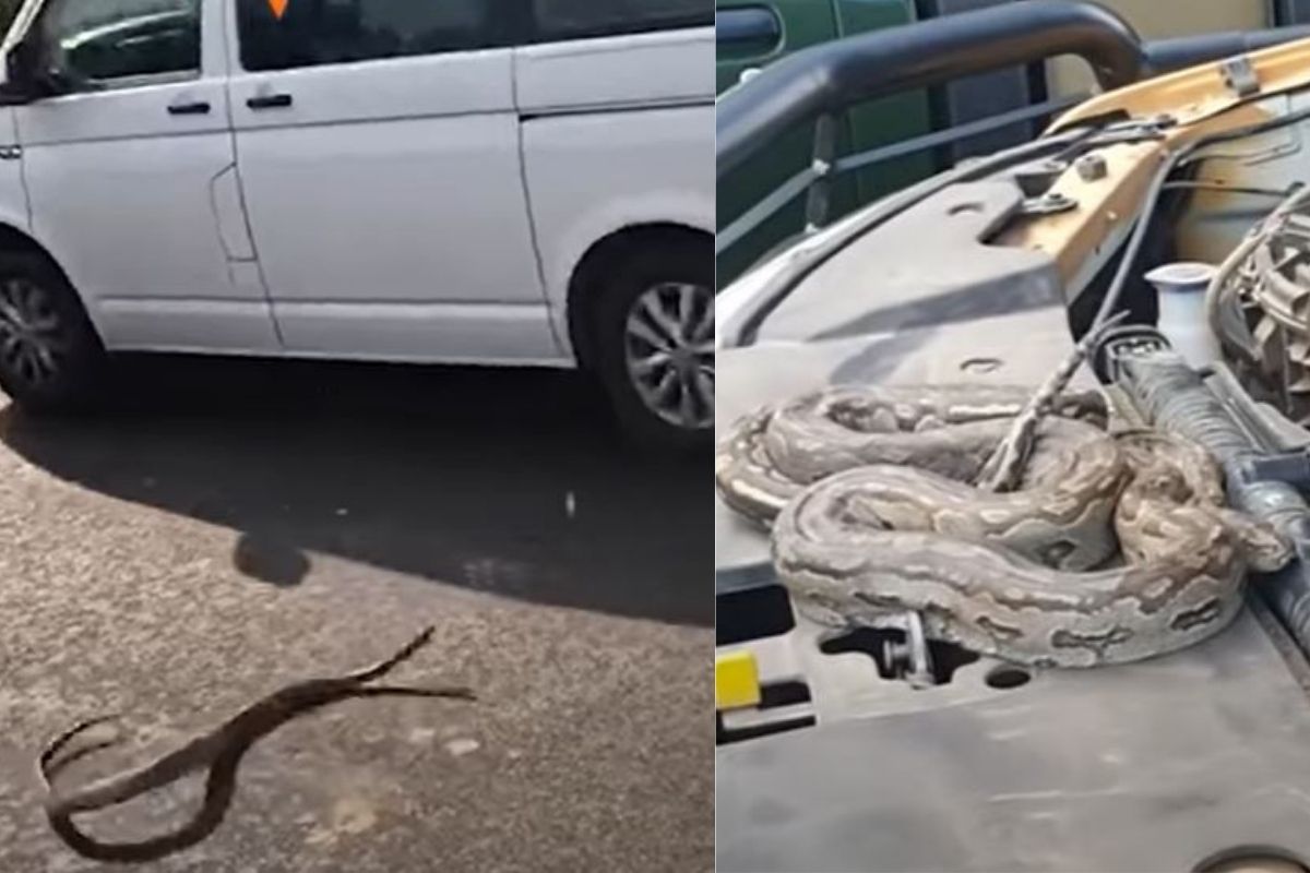 बापरे! भरधाव कारवर अजगरानं घेतली उडी अन्...; पाहा घटनेचा Shocking Video