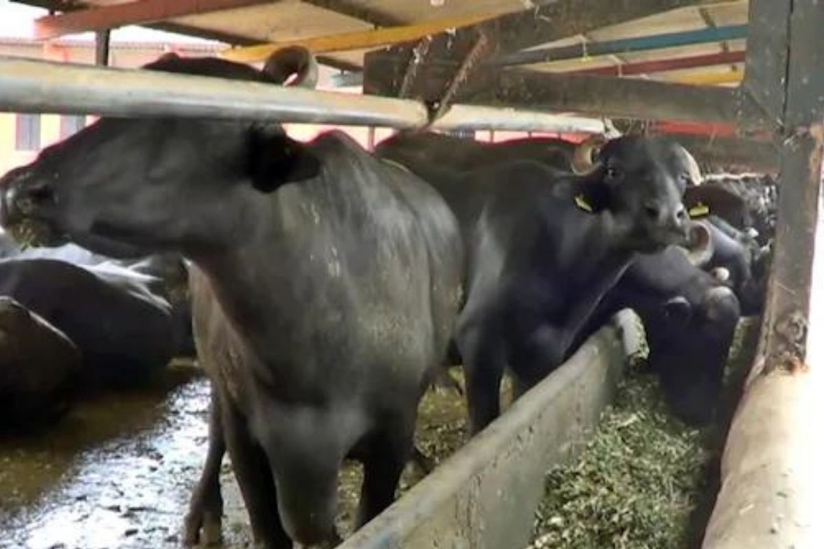 चिंताजनक! म्हशींमध्ये आढळला कोरोनाचा नवा Bovine व्हेरिएंट; माणसांसाठी ठरणार घातक?