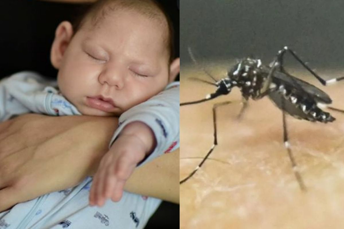 लहान डोक्याच्या मुलांचे फोटो आठवतायेत? हाच झिका विषाणू पुन्हा काढतोय डोकं वर; नेमका काय आहे?