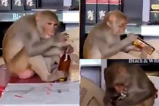 दारूडं माकड! ऐटीत झाकण उघडत तोंडाला लावली बाटली; VIRAL VIDEO पाहून व्हाल अवाक