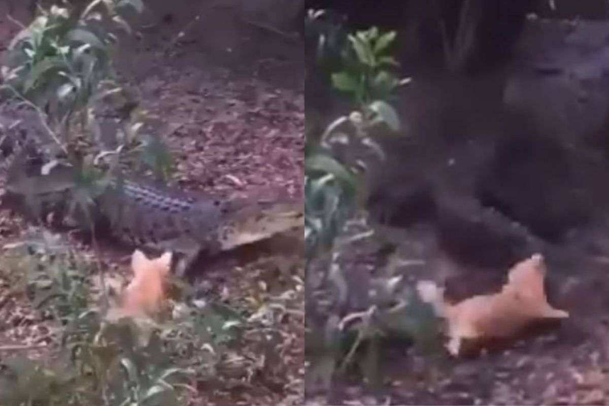 इवल्याशा कुत्र्याला पाहून मगरीनं ठोकली धूम; व्हायरल होतोय 11 सेकंदाचा मजेशीर VIDEO