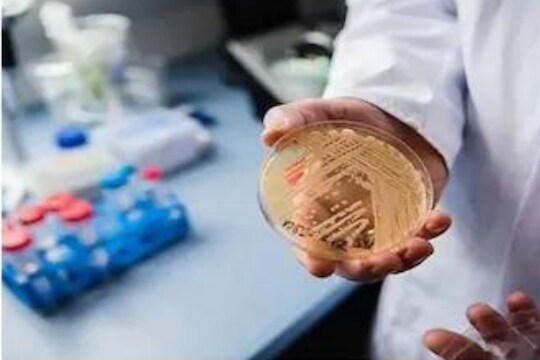 नवं संकट! Candida auris चे रुग्ण आढळल्यानं खळबळ; उपचारही उपलब्ध नसल्यानं चिंता वाढली