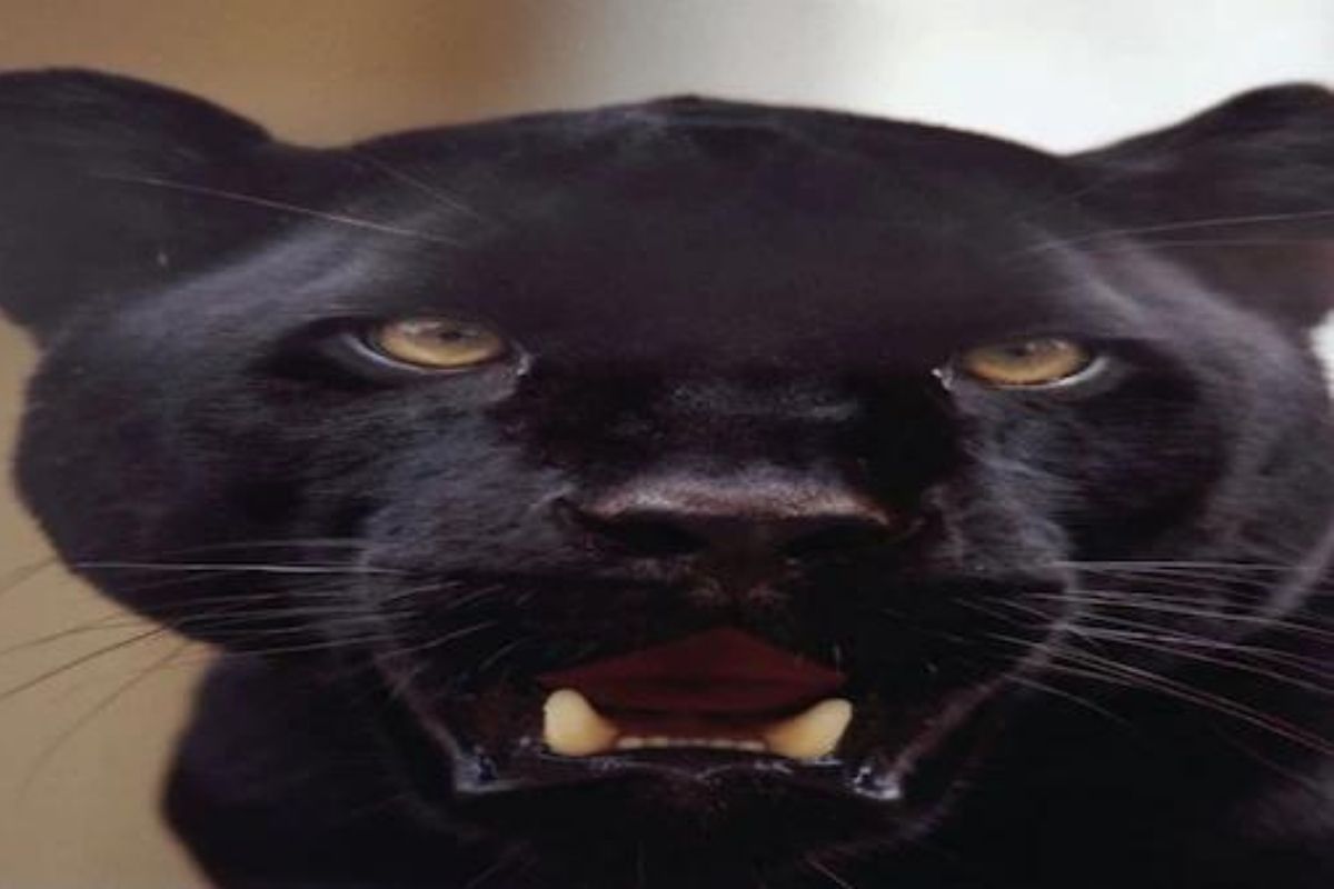 काळा कुत्रा समजून वाघिणीसोबत खेळत होता मुलगा; आईनं पायाचे ठसे पाहिले अन्...