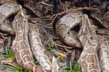 ..अन् भल्यामोठ्या अजगरानं अख्खं मांजर गिळलं; पाहा मन सुन्न करणारा VIDEO ..अन् भल्यामोठ्या अजगरानं अख्खं मांजर गिळलं; पाहा मन सुन्न करणारा VIDEO