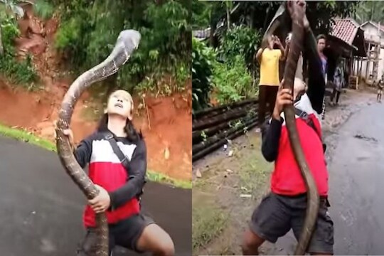 महिलेनं हातामध्ये पकडला भलामोठा किंग कोब्रा; सापानं केलेल्या हल्ल्याचा अंगावर काटा आणणारा VIDEO