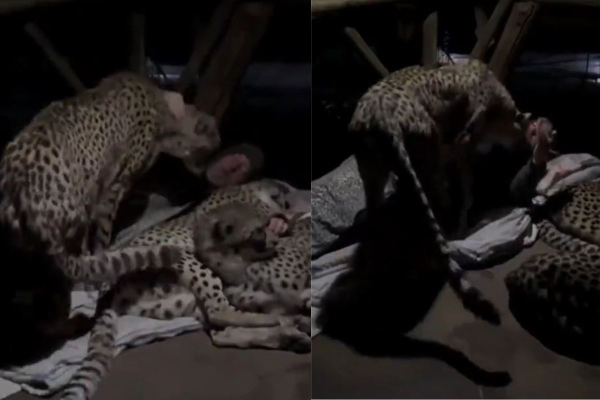 ...अन् रात्री त्याच्या शेजारी येऊन झोपले 3 हिंस्त्र चित्ते; पाहा थरकाप उडवणारा VIDEO