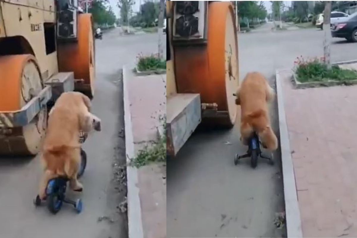 अजबच! चक्क कुत्रा चालवतोय सायकल; VIDEO पाहून तुम्हीही व्हाल अवाक