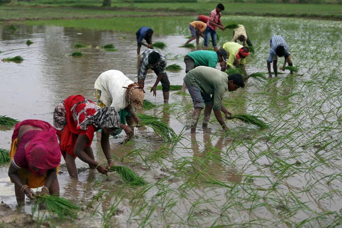 Weather Update: राज्यात मान्सूनची दडी कायम; शेतकऱ्यांवर दुबार पेरणीचं संकट गडद
