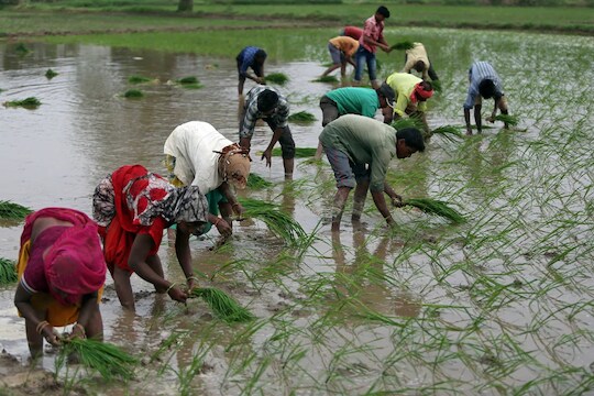 Weather Update: राज्यात मान्सूनची दडी कायम; शेतकऱ्यांवर दुबार पेरणीचं संकट गडद