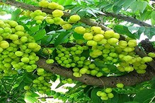 Super food आवळा खातानाही साईड इफेक्टचा विचार करा; योग्य प्रमाणात घेतला तरच फायदे Super food आवळा खातानाही साईड इफेक्टचा विचार करा; योग्य प्रमाणात घेतला तरच फायदे