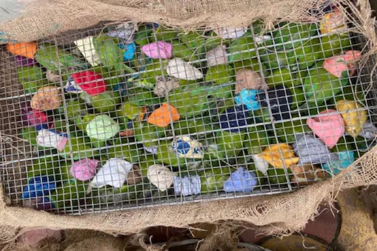 प्राणी-पक्षी घरात पाळणाऱ्यांसाठी एक कटू सत्य; IFS अधिकाऱ्यांनी VIDEO शेअर करून केलं आवाहन