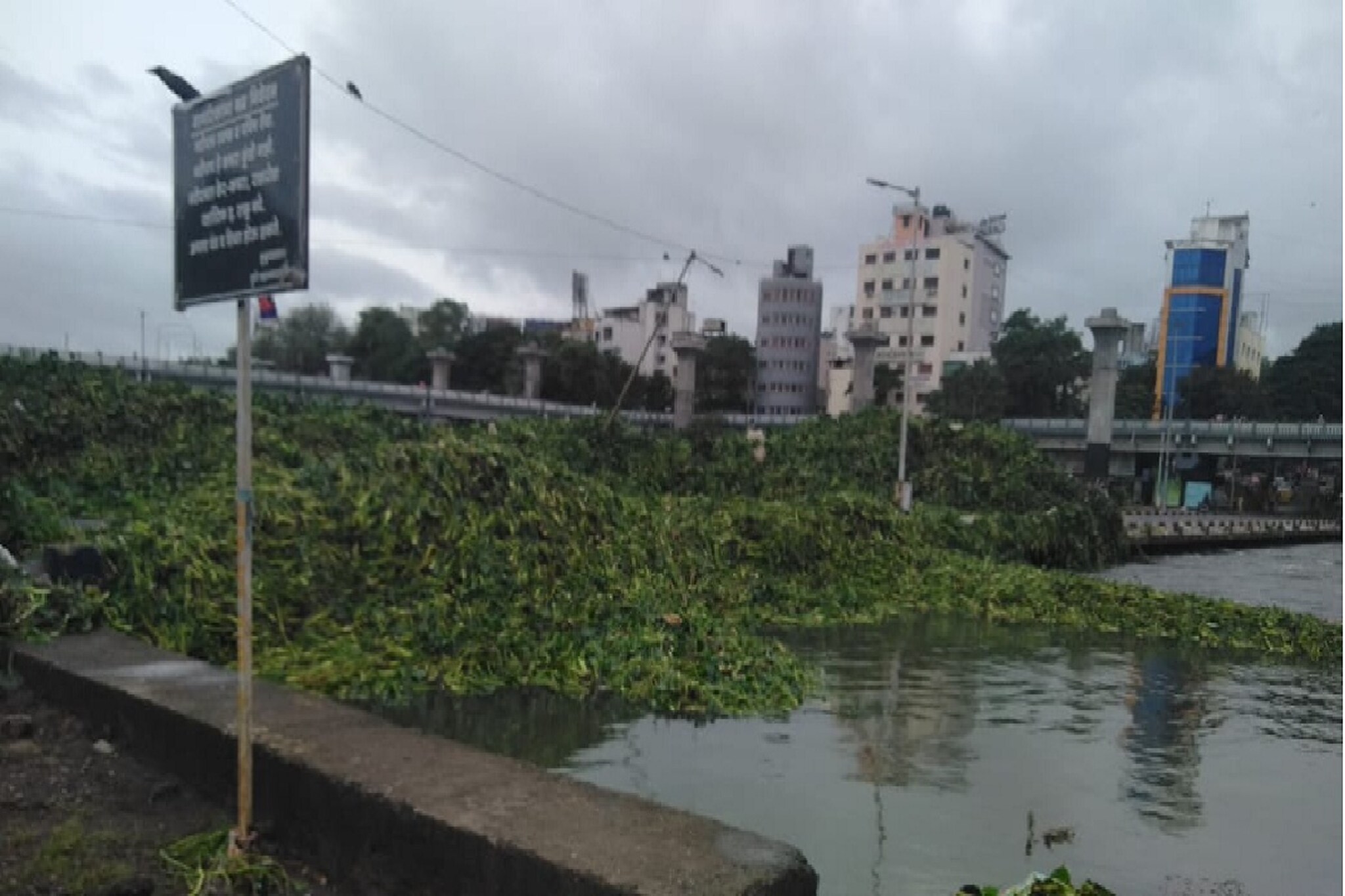 भलतंच! पुण्याचा भिडे पूल पाण्याखाली नाही; तर जलपर्णीखाली गेला! पाहा PHOTOS