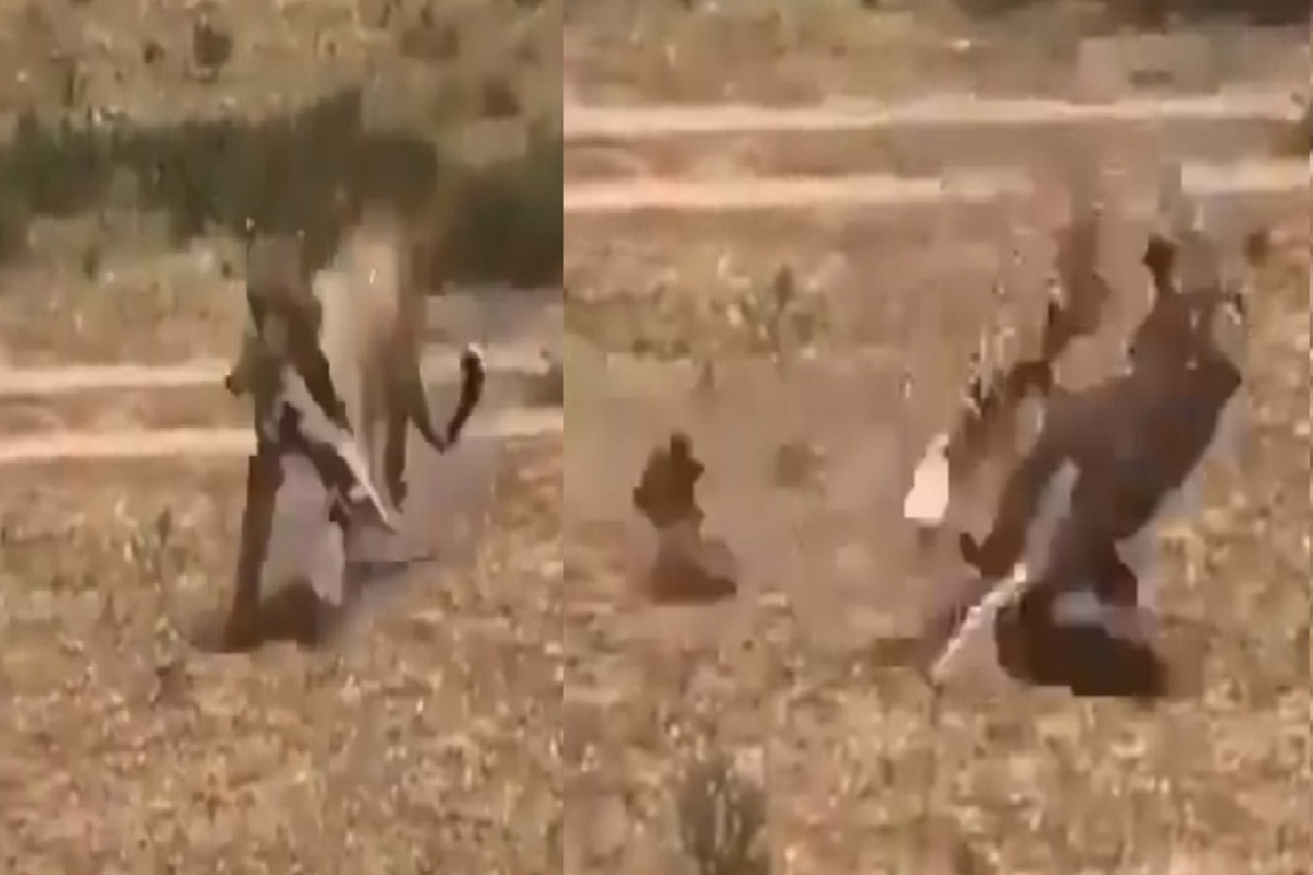 अरेच्चा! तोंडातली शिकार तिथंच सोडून बिबट्याने चक्क ठोकली धूम; नेमकं असं काय घडलं पाहा VIDEO