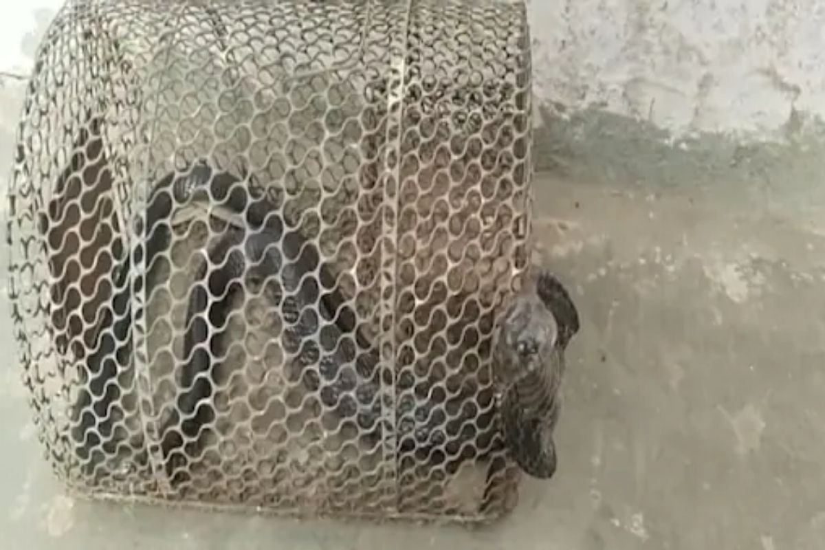 उंदरांसाठी घरात ठेवला पिंजरा, सकाळी पाहिलं तर कुटुंबाला धक्काच बसला, पाहा VIDEO