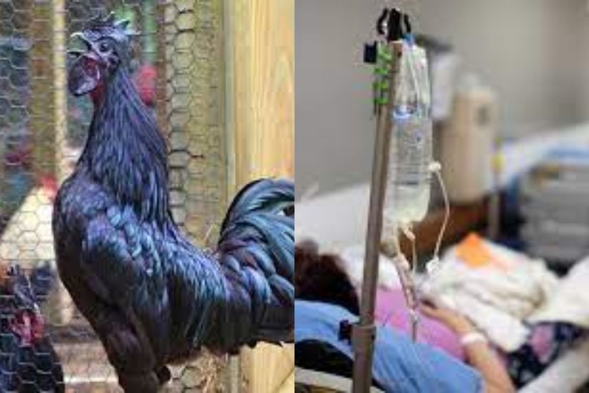 कडकनाथच्या नावानं चांगभलं! कोरोना काळात रोगप्रतिकार शक्तीसाठी उपयुक्त असल्याचा दावा