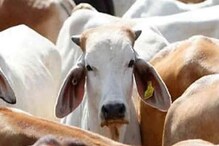 गायीला राष्ट्रीय पशू घोषित करा, हायकोर्टाची सूचना गायीला राष्ट्रीय पशू घोषित करा, हायकोर्टाची सूचना