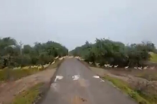 अद्भुत! कोरोना सोडा इथं आली चक्क हरणांची लाट; दुर्मिळ VIDEO पाहण्याची संधी सोडू नका