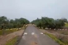 अद्भुत! कोरोना सोडा इथं आली हरणांची लाट; दुर्मिळ VIDEO पाहण्याची संधी सोडू नका अद्भुत! कोरोना सोडा इथं आली हरणांची लाट; दुर्मिळ VIDEO पाहण्याची संधी सोडू नका