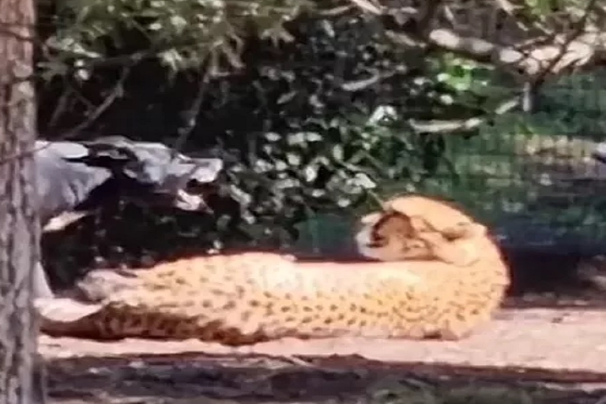 डेअरिंग तर पाहा! कुत्र्याने चक्क चित्त्याशीच घेतला पंगा; पुढे जे घडलं ते पाहून व्हाल हैराण