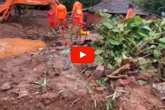 भूस्खलनामुळे घर ढिगाऱ्याखाली गाडलं; मालकाला पाहण्यासाठी मुक्या जीवाची 2 दिवसांपासून धडपड, पाहा VIDEO