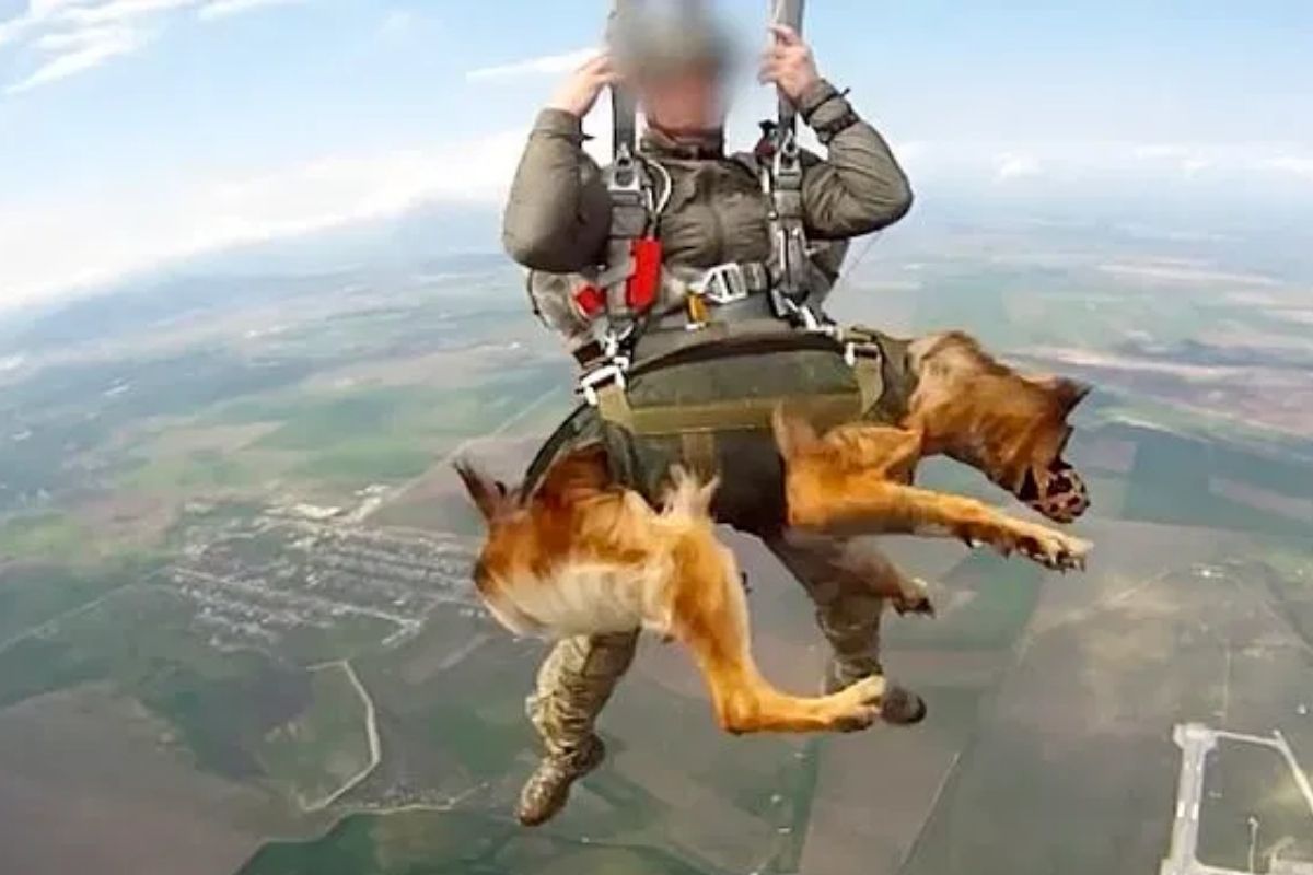 काय सांगता! आता श्वानही करणार स्काय डायव्हिंग? दुर्गम भागात उपयोगासाठी रशियाकडून पाऊल