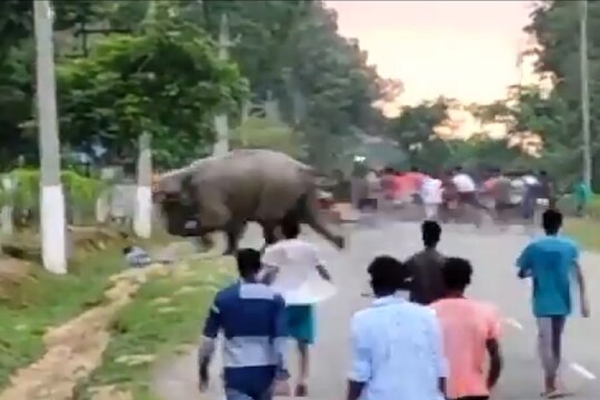 हत्तीच्या कळपाशी पंगा घेणं जीवाशी, धावत येत थेट पायाखालीच चिरडलं; धडकी भरवणारा VIDEO