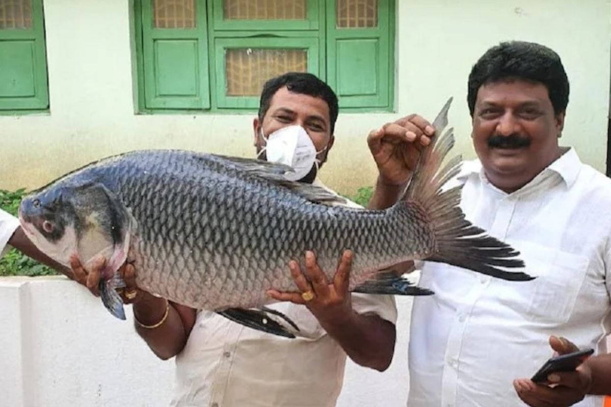 बापरे! बापाकडून लेकीच्या सासरच्यांना तगडी भेट; एक टन मासे, 250 किलो मिठाई अन् 10 बकऱ्या