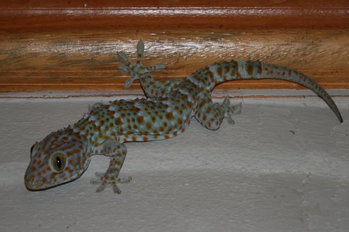 पालीची विष्ठा आणि लाळेमध्ये सल्मोनेला नावाचा बॅक्टरिया असतो.