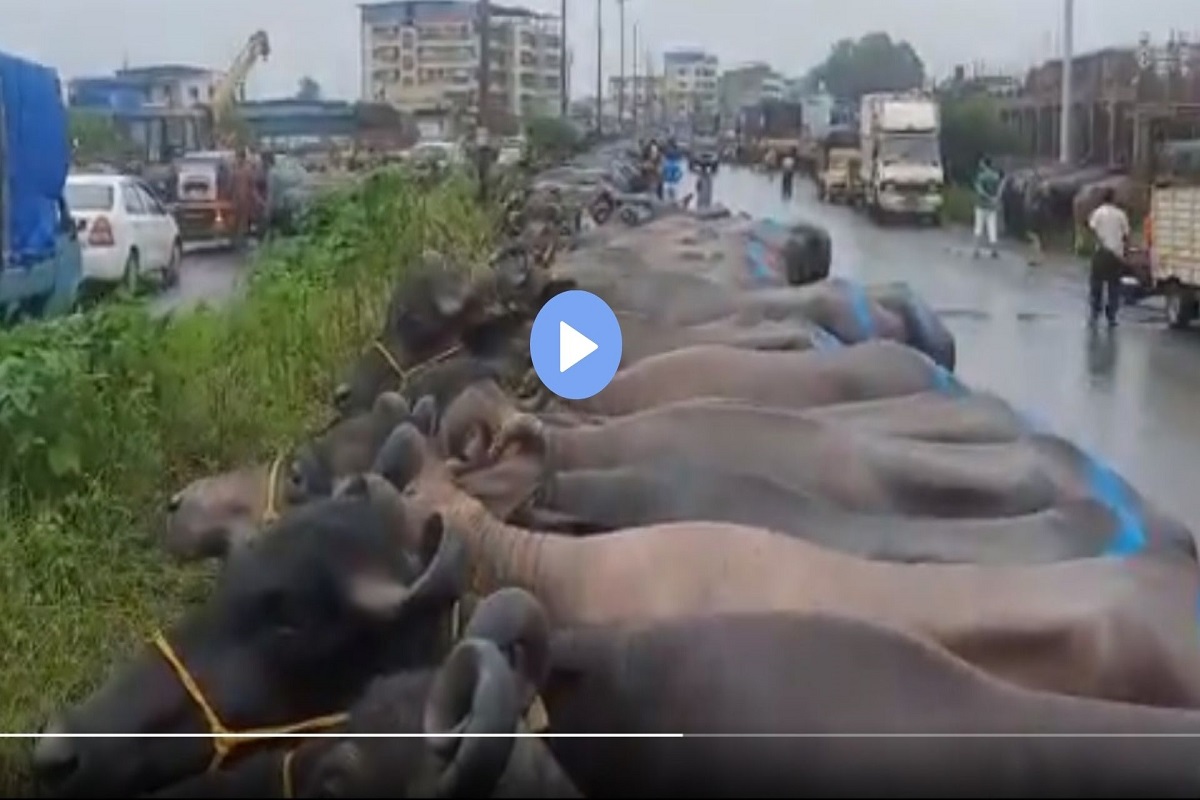 कल्याण डोंबिवलीत पावसाचं थैमान, मुसळधार पावसामुळे तबल्यातील हजारो म्हशी रस्त्यावर Watch Video