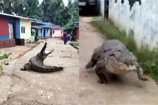 मगरीची शतपावली! गावभर फिरली, फेटफटका मारतानाचा VIDEO पाहून बसेल धक्का